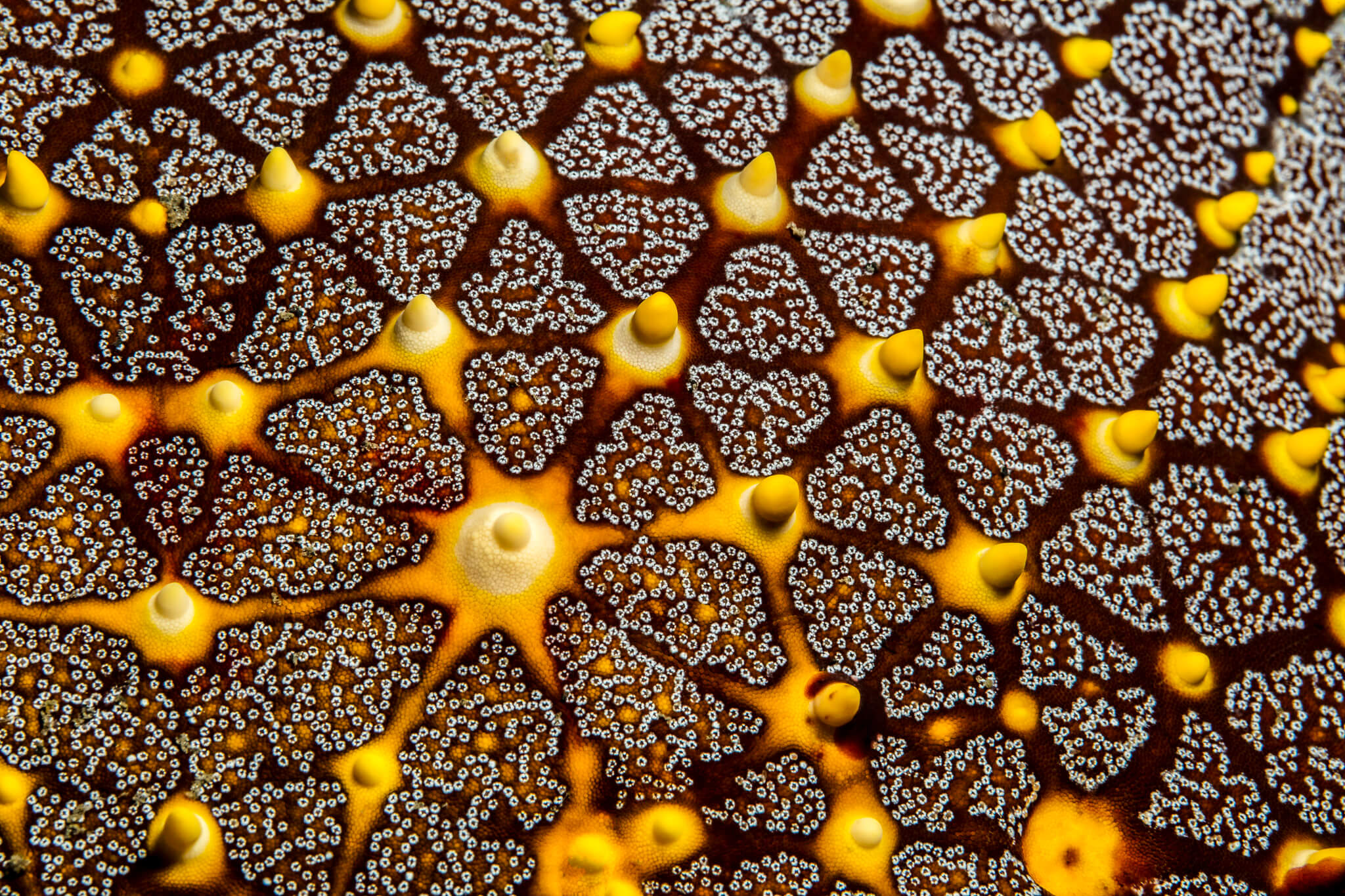 Patterns