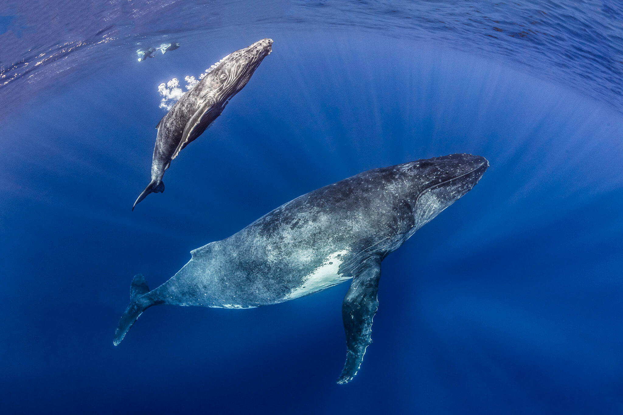 Wales & Dolphins
