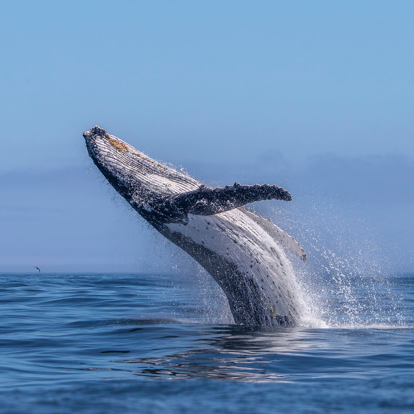 SOUTH AFRICA December 2026